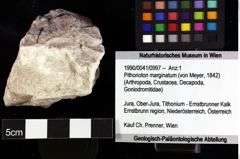 Foto (Objket + Etiketten) von Pithonoton marginatum (von Meyer, 1842) 